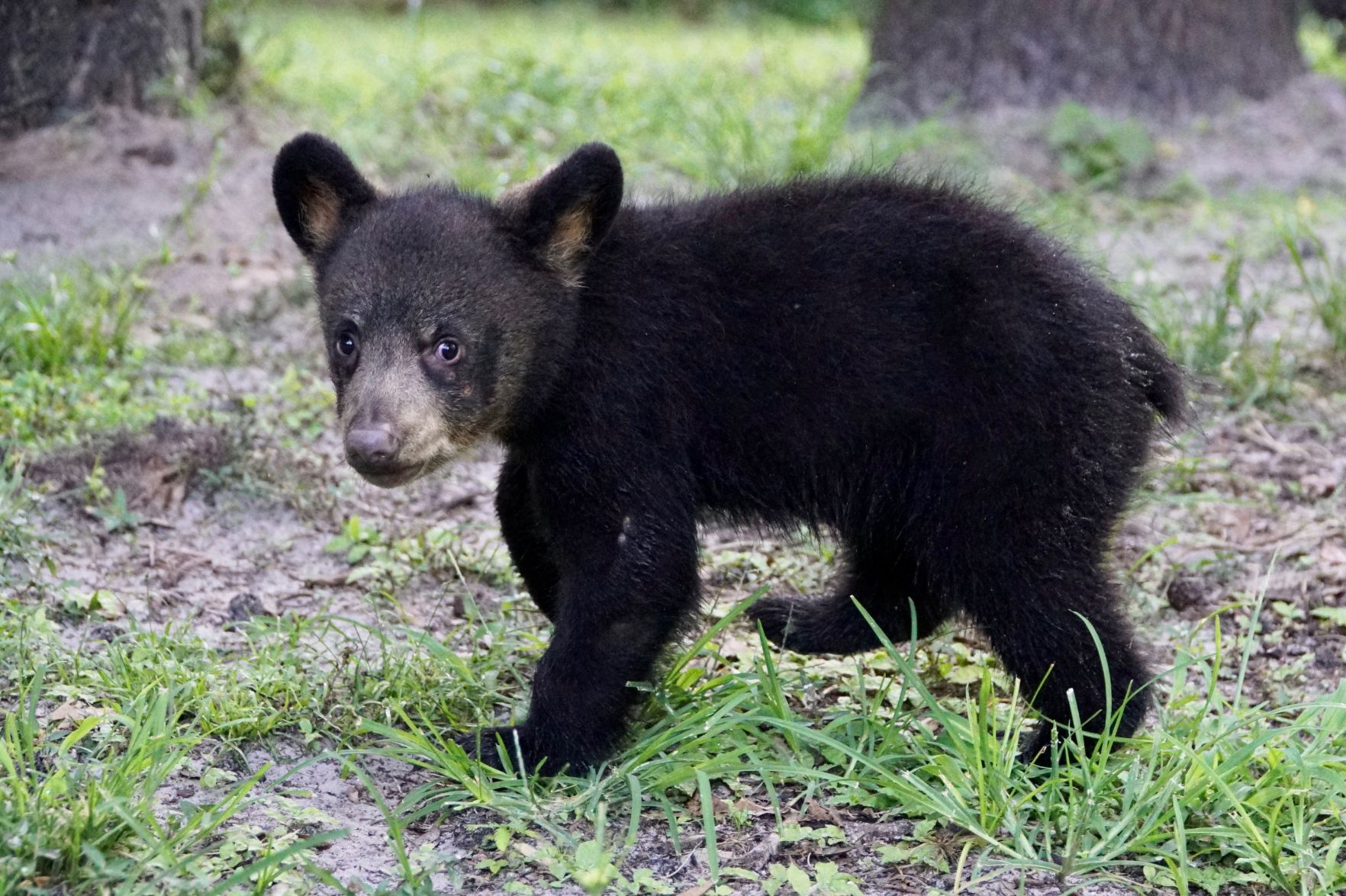 Cuteus Maximus: Wildlife park introduces newest resident